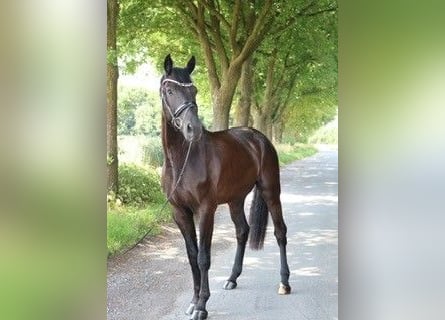 Cheval de sport allemand, Hongre, 4 Ans, 170 cm, Noir