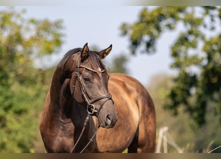 Cheval de sport allemand, Hongre, 4 Ans, 171 cm, Bai brun foncé