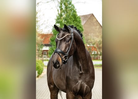 Cheval de sport allemand, Hongre, 4 Ans, 171 cm, Bai