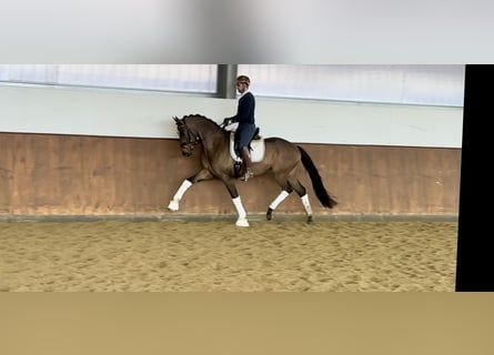 Cheval de sport allemand, Hongre, 4 Ans, 173 cm, Bai