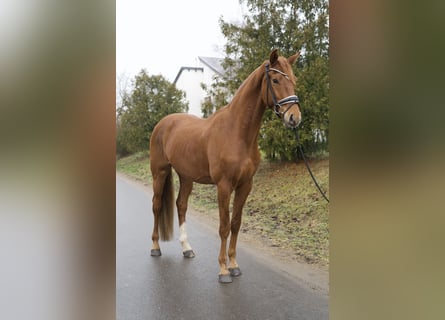 Cheval de sport allemand, Hongre, 4 Ans, 174 cm, Alezan