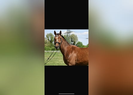 Cheval de sport allemand, Hongre, 4 Ans, 174 cm, Alezan
