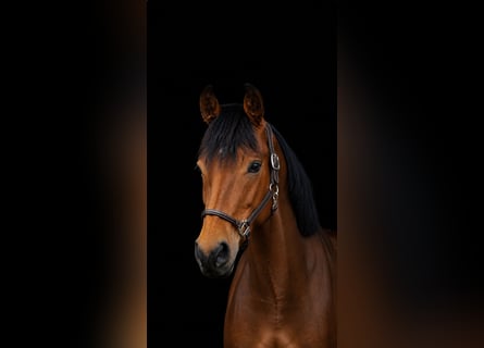 Cheval de sport allemand, Hongre, 4 Ans, 174 cm, Bai