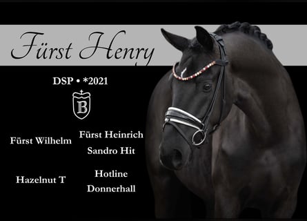 Cheval de sport allemand, Hongre, 4 Ans, 174 cm, Noir