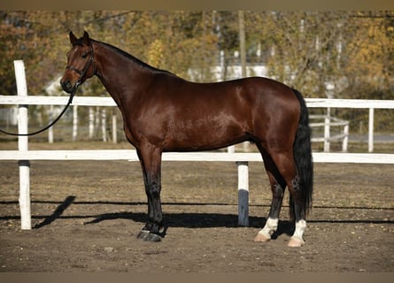 Cheval de sport allemand, Hongre, 4 Ans, 175 cm, Bai