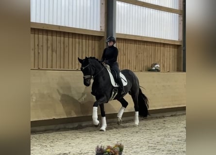 Cheval de sport allemand, Hongre, 4 Ans, 178 cm, Bai brun foncé