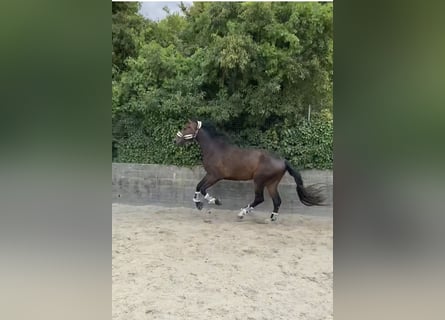 Cheval de sport allemand, Hongre, 4 Ans, 182 cm, Bai brun