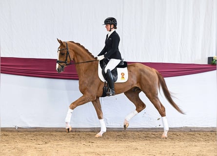 Cheval de sport allemand, Hongre, 4 Ans, Alezan