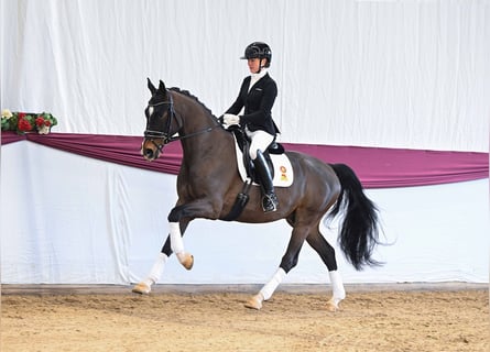 Cheval de sport allemand, Hongre, 4 Ans, Bai brun