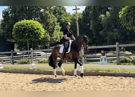 Cheval de sport allemand, Hongre, 4 Ans, Bai