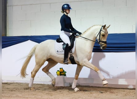Cheval de sport allemand, Hongre, 5 Ans, 158 cm, Palomino
