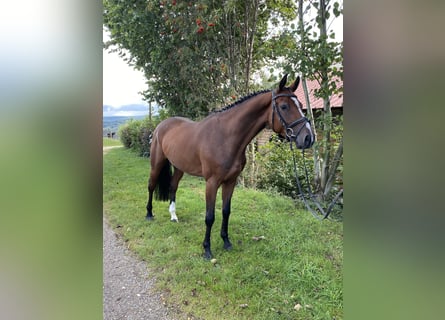 Cheval de sport allemand, Hongre, 5 Ans, 163 cm, Bai