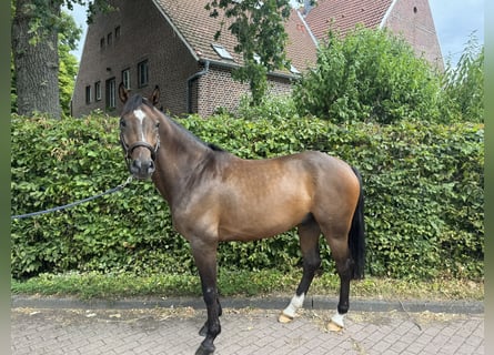 Cheval de sport allemand, Hongre, 5 Ans, 163 cm, Bai