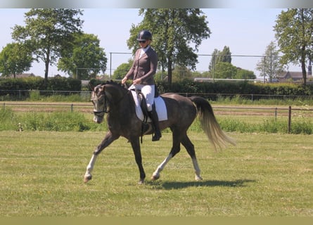 Cheval de sport allemand, Hongre, 5 Ans, 163 cm