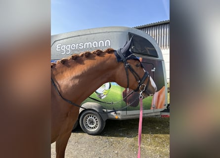 Cheval de sport allemand, Hongre, 5 Ans, 164 cm, Alezan