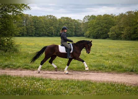 Cheval de sport allemand, Hongre, 5 Ans, 168 cm, Alezan brûlé