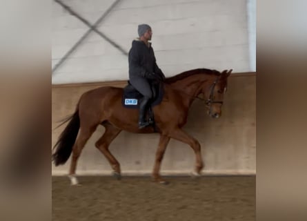 Cheval de sport allemand, Hongre, 5 Ans, 168 cm, Alezan