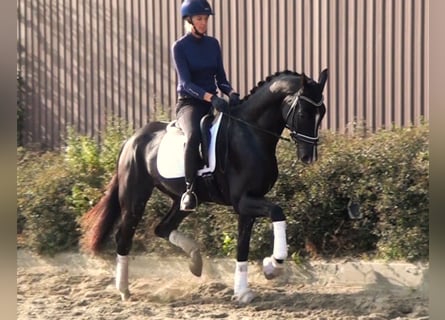 Cheval de sport allemand, Hongre, 5 Ans, 168 cm, Noir