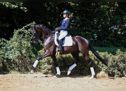 Cheval de sport allemand, Hongre, 5 Ans, 169 cm, Bai brun foncé