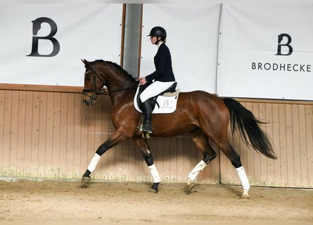 Cheval de sport allemand, Hongre, 5 Ans, 169 cm, Bai