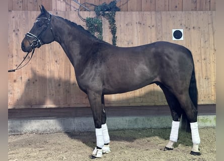 Cheval de sport allemand, Hongre, 5 Ans, 170 cm, Bai brun