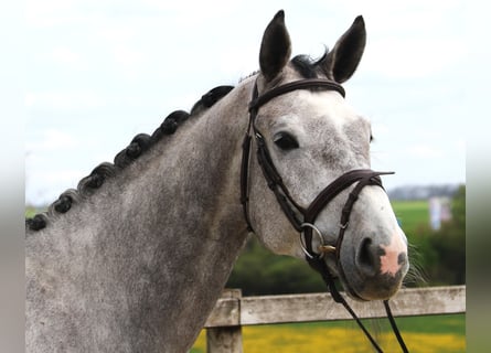 Cheval de sport allemand, Hongre, 5 Ans, 170 cm, Gris