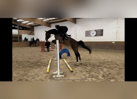 Cheval de sport allemand, Hongre, 5 Ans, 172 cm, Bai