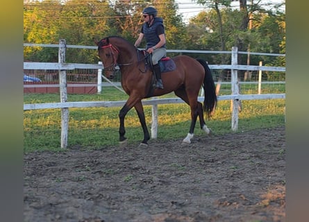 Cheval de sport allemand, Hongre, 5 Ans, 173 cm, Bai