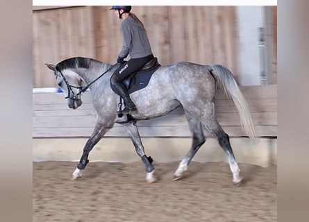 Cheval de sport allemand, Hongre, 5 Ans, 173 cm, Gris pommelé