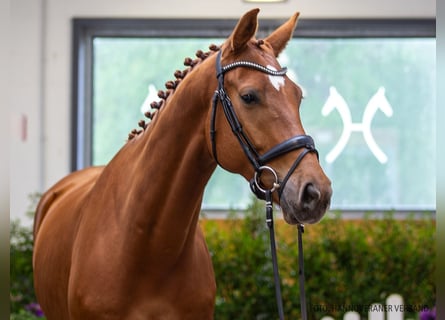 Cheval de sport allemand, Hongre, 5 Ans, 175 cm, Alezan