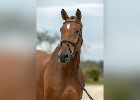 Cheval de sport allemand, Hongre, 5 Ans, 175 cm, Bai