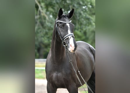 Cheval de sport allemand, Hongre, 5 Ans, 177 cm, Noir
