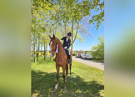 Cheval de sport allemand, Hongre, 5 Ans, 178 cm, Alezan