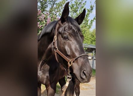 Cheval de sport allemand, Hongre, 5 Ans, 180 cm, Noir