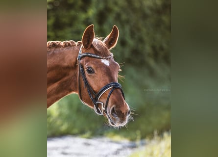 Cheval de sport allemand, Hongre, 6 Ans, 164 cm, Alezan