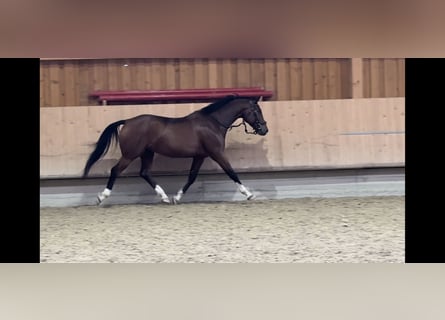 Cheval de sport allemand, Hongre, 6 Ans, 164 cm, Bai