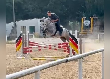 Cheval de sport allemand, Hongre, 6 Ans, 166 cm, Gris pommelé