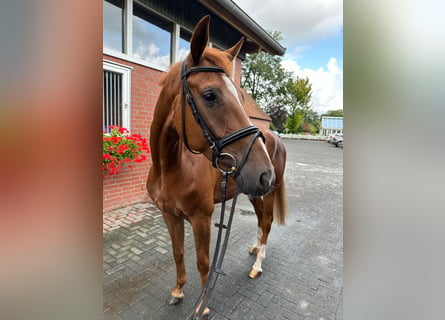 Cheval de sport allemand, Hongre, 6 Ans, 167 cm, Alezan