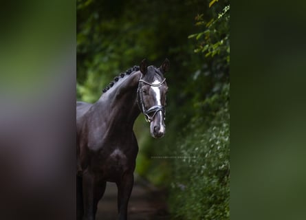 Cheval de sport allemand, Hongre, 6 Ans, 167 cm, Noir