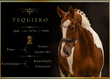 Cheval de sport allemand, Hongre, 6 Ans, 167 cm, Pinto