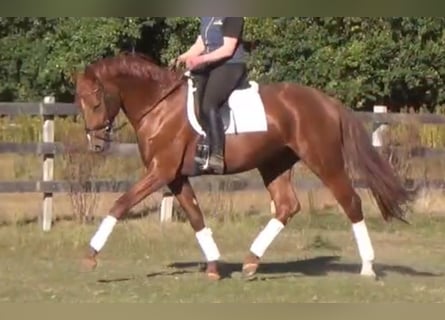 Cheval de sport allemand, Hongre, 6 Ans, 168 cm