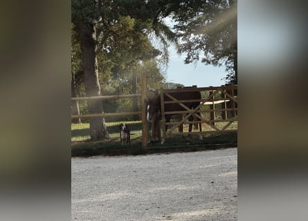 Cheval de sport allemand, Hongre, 6 Ans, 169 cm, Bai brun
