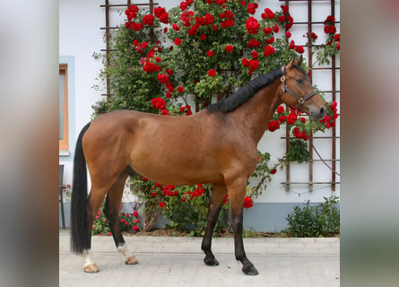 Cheval de sport allemand, Hongre, 6 Ans, 169 cm, Bai