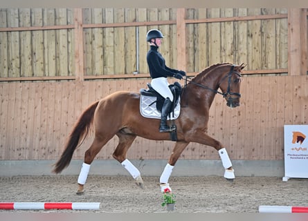 Cheval de sport allemand, Hongre, 6 Ans, 170 cm, Alezan