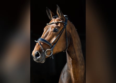 Cheval de sport allemand, Hongre, 6 Ans, 170 cm, Bai brun