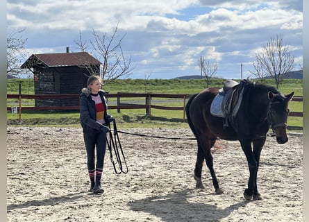 Cheval de sport allemand, Hongre, 6 Ans, 171 cm, Gris