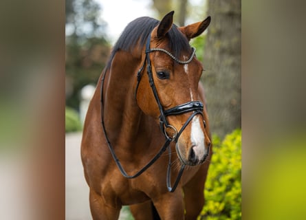 Cheval de sport allemand, Hongre, 6 Ans, 172 cm, Bai