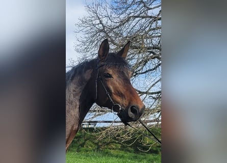 Cheval de sport allemand, Hongre, 6 Ans, 174 cm, Bai brun