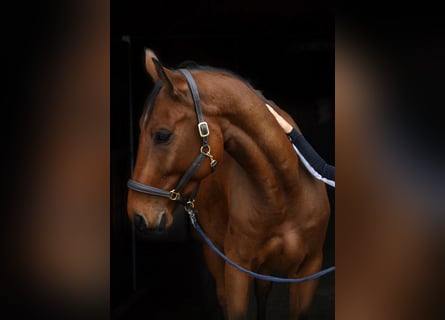 Cheval de sport allemand, Hongre, 6 Ans, 174 cm, Bai