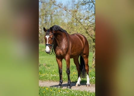 Cheval de sport allemand, Hongre, 6 Ans, 175 cm, Bai cerise